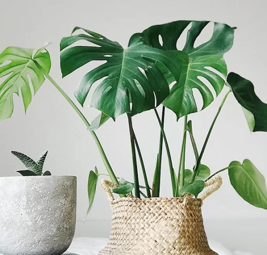A plant in a wicker basket on a surface, next to a pile of books.